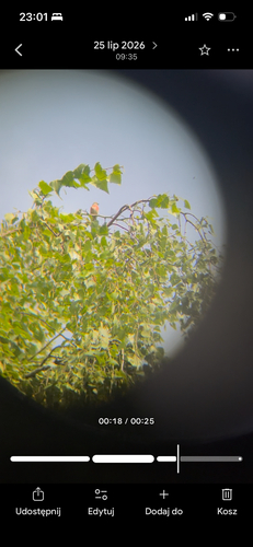 Eurasian Linnet