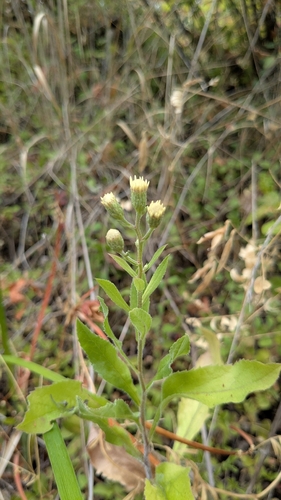 roughleaf aster