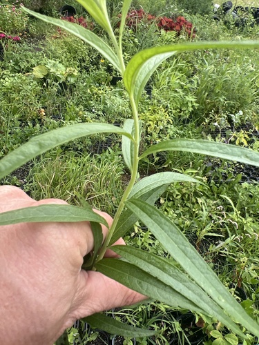 swamp milkweed