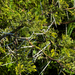 Acacia horrida