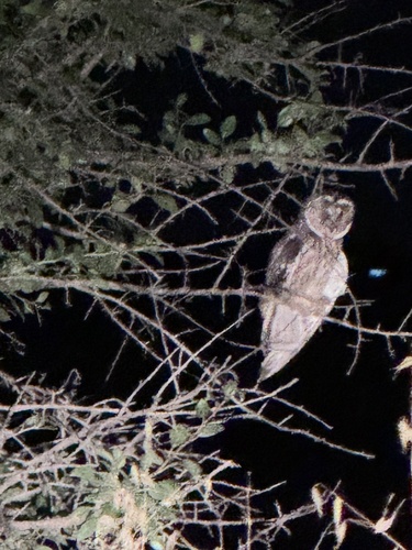 Long-eared Owl