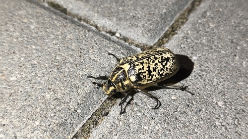Pine Chafer