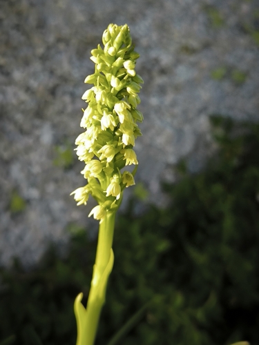 Small-white Orchid
