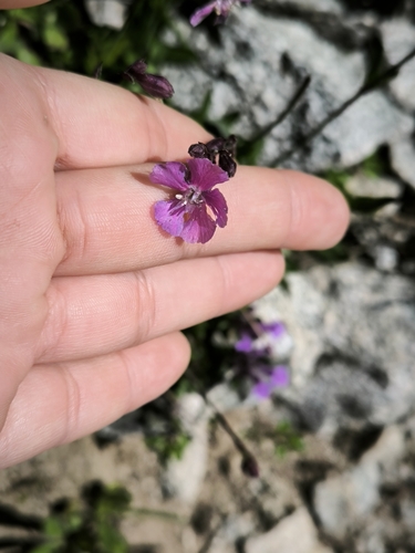 Sticky Catchfly