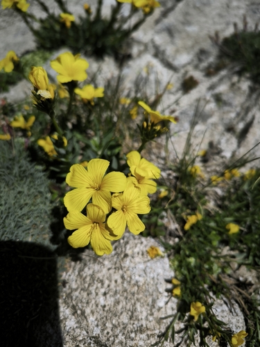 Linum capitatum