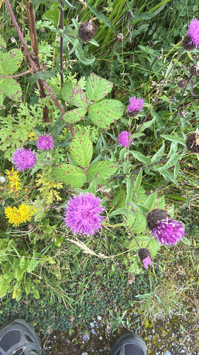 black knapweed
