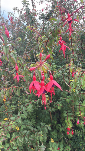 Hardy Fuchsia