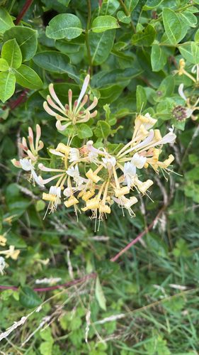Common Honeysuckle
