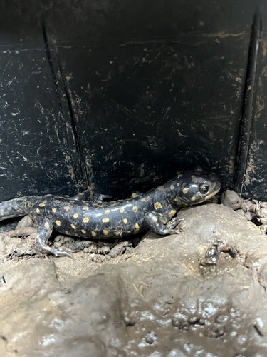 Eastern Tiger Salamander