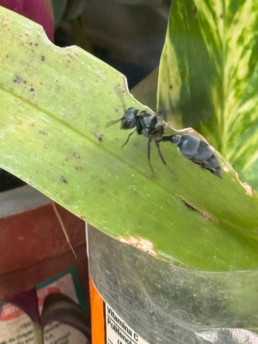 Northern Warrior Wasp
