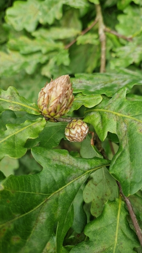Oak Artichoke Gall Wasp