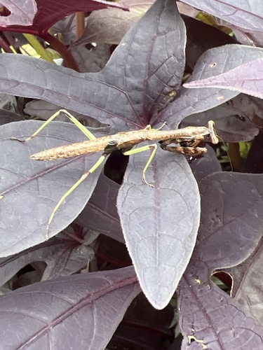 Carolina Mantis