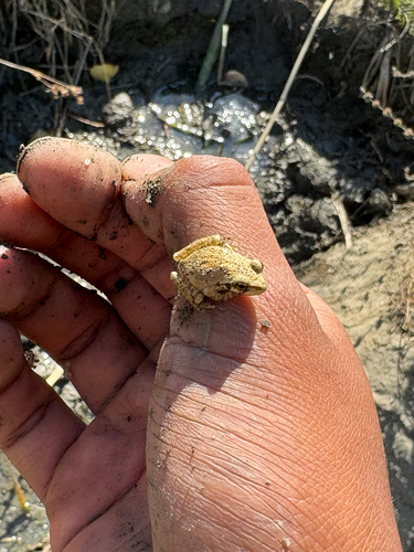 iNaturalist observation photo of Pacific chorus frog