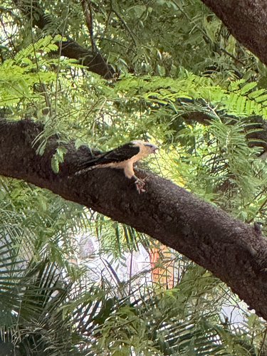 Yellow-headed Caracara