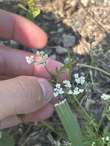 common hedge parsley