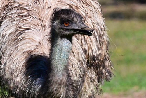 Emu