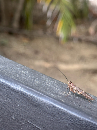 Little Yucatán Mantis