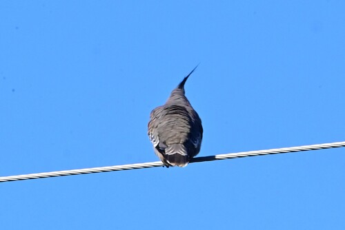 Crested Pigeon