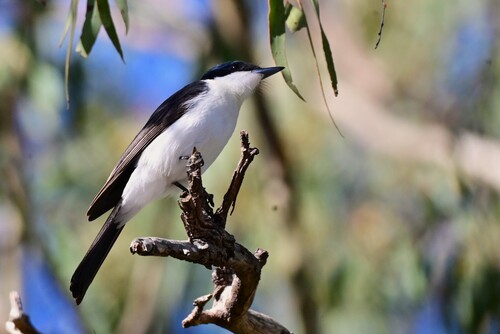 Restless Flycatcher