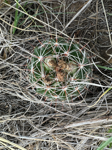 Spinystar