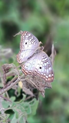 White Peacock