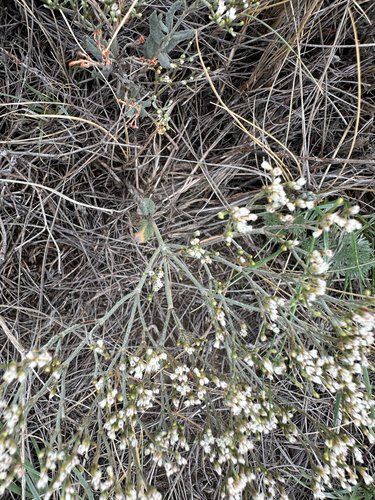 Spreading Buckwheat