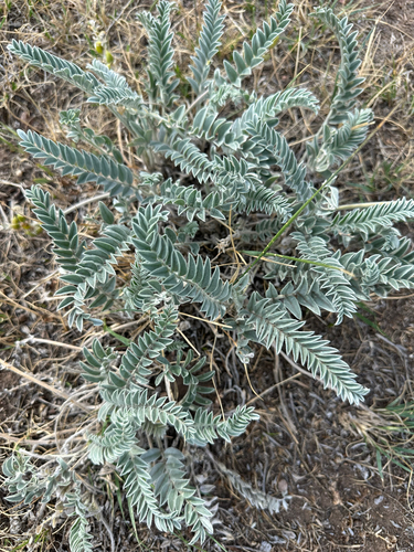 Woolly Locoweed