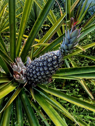 pineapple