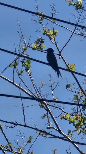 Swallow-tailed Hummingbird