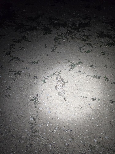 Prairie Rattlesnake