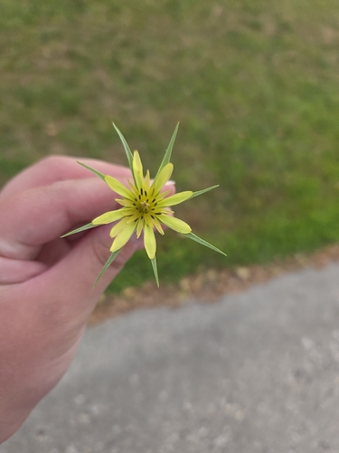Yellow Salsify