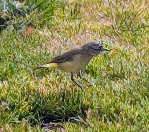 Yellow-rumped Thornbill