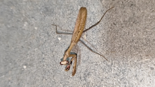 Asian Jumping Mantis