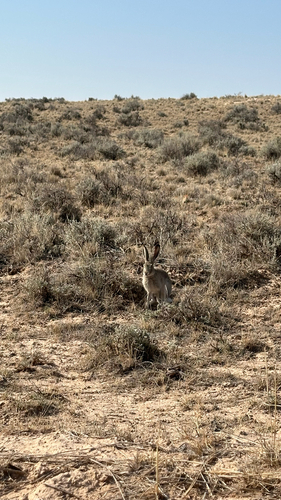 White-tailed Jackrabbit