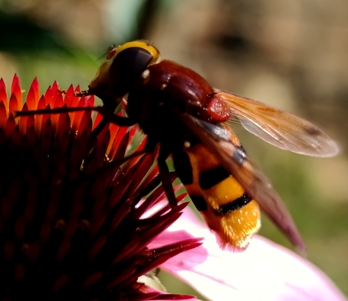 Hornet Mimic Hover Fly