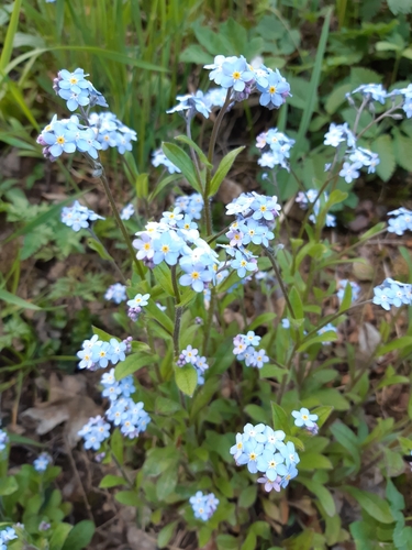 nezábudka lesná (Myosotis sylvatica)
