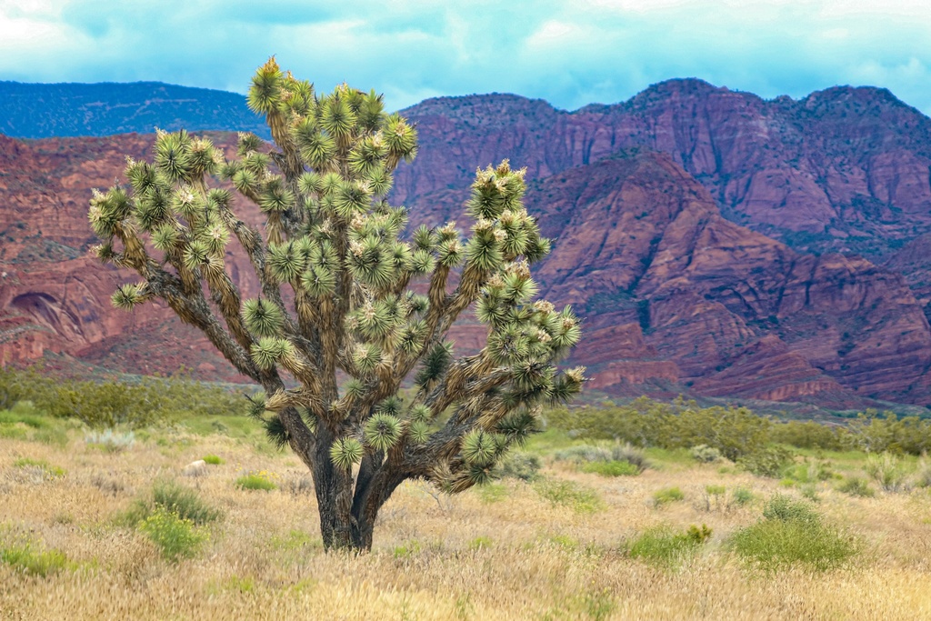 Yucca jaegeriana