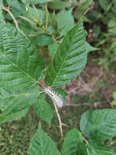White-marked Tussock Moth