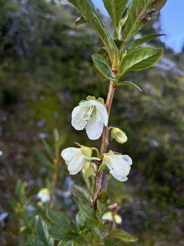 White-flowered Rhododendron