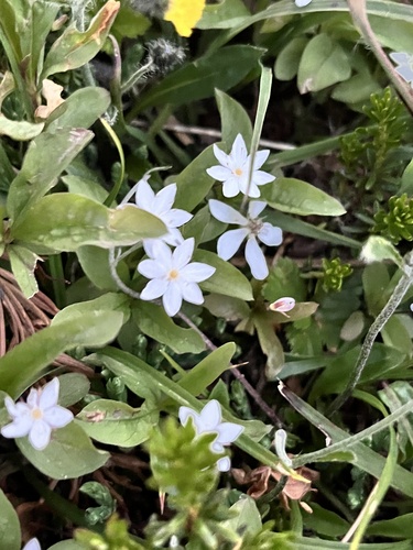 Arctic Starflower