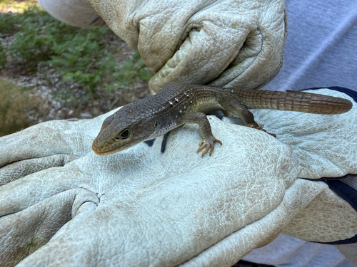 iNaturalist observation photo of Sierra Alligator Lizard