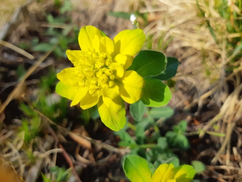 Višebojna mlječika (Euphorbia epithymoides)