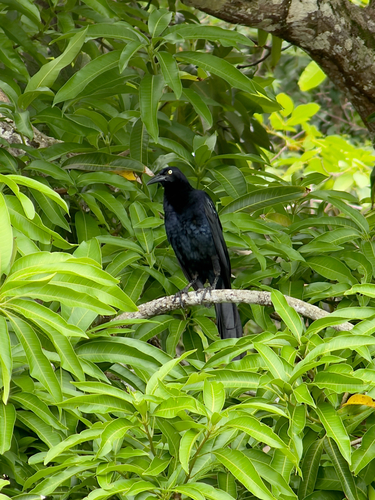 Great-tailed Grackle