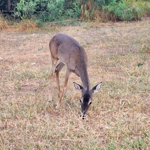 White-tailed Deer