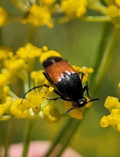 Macrosiagon cruenta