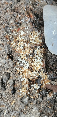 Pheidole fervida