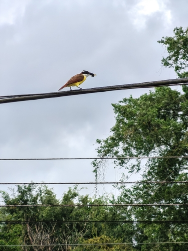 Great Kiskadee
