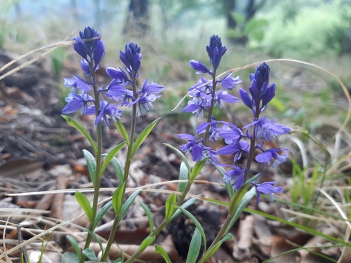 hočinka horkastá (Polygala amarella)