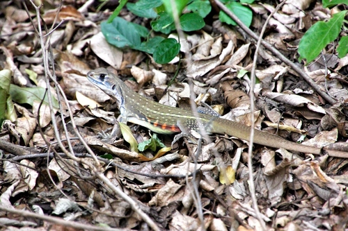 Common Butterfly Lizard