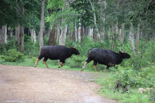 Gaur